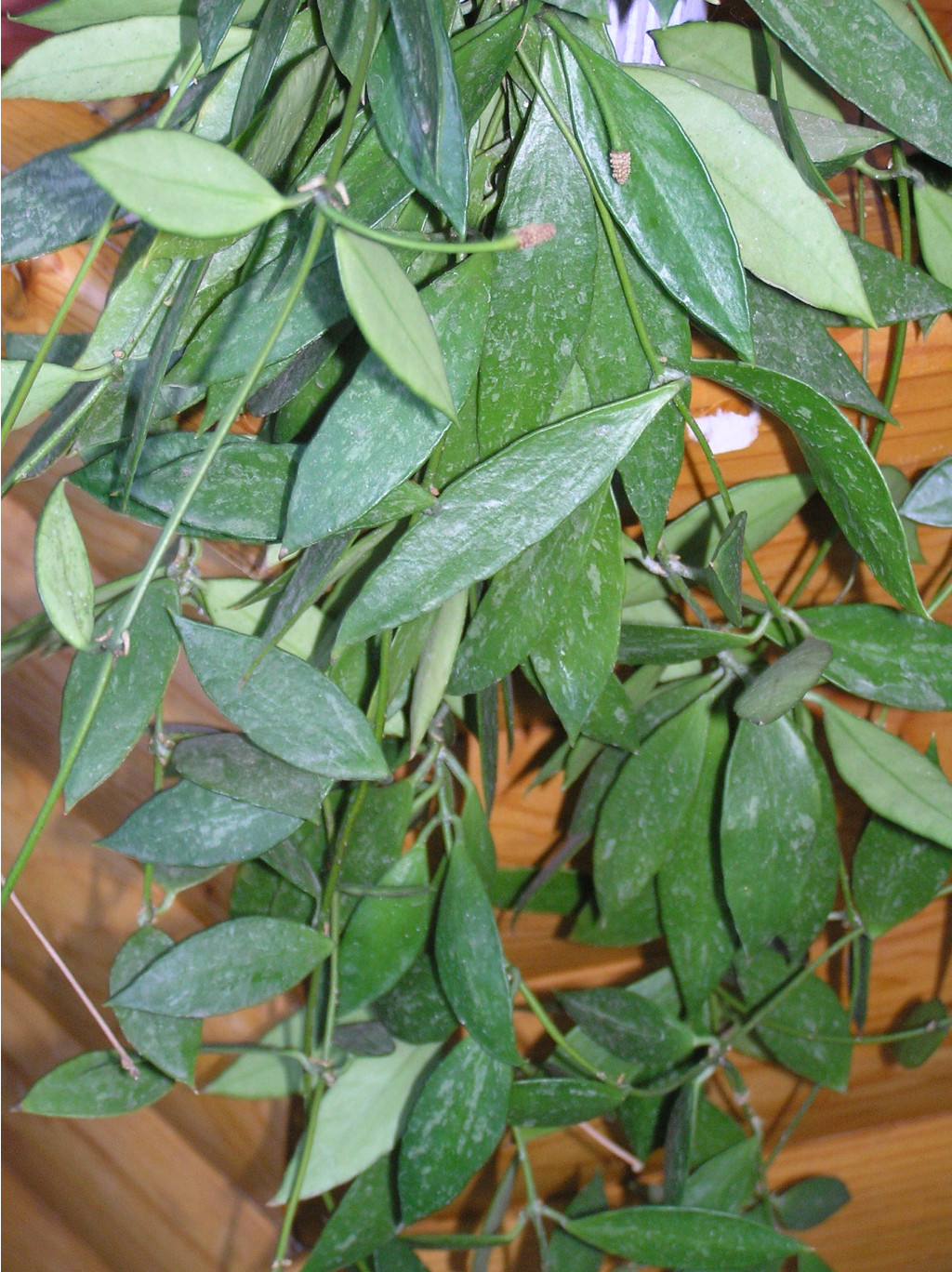 Hoya gracilis