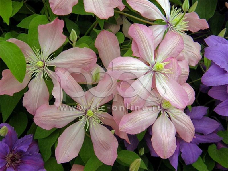 Clematis () Ai-Nor 5+ QE  - 145.jpg