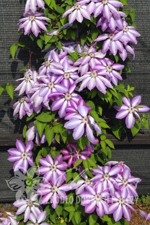 Clematis () Serafina 5+ QE  - 145.jpg