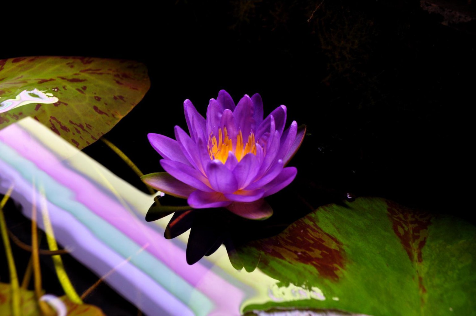 28.1 siam purple 2.jpg