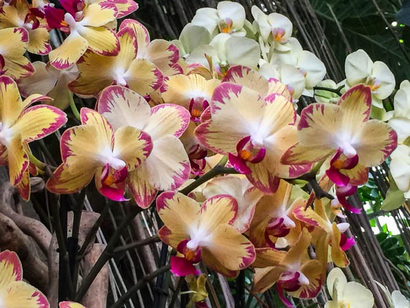 Phalaenopsis 'Papagayo'.jpg