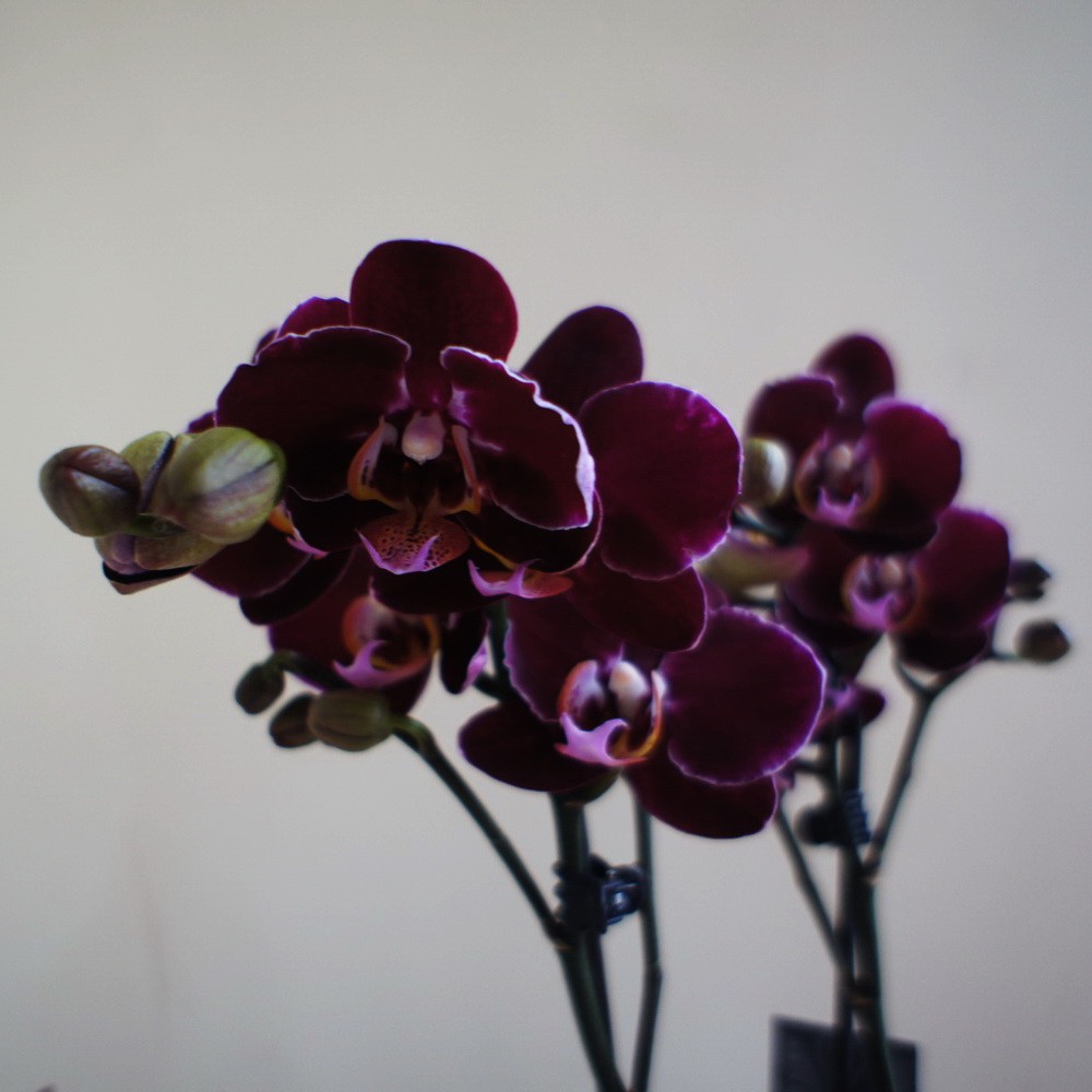 Phalaenopsis Black Mambo1.jpg