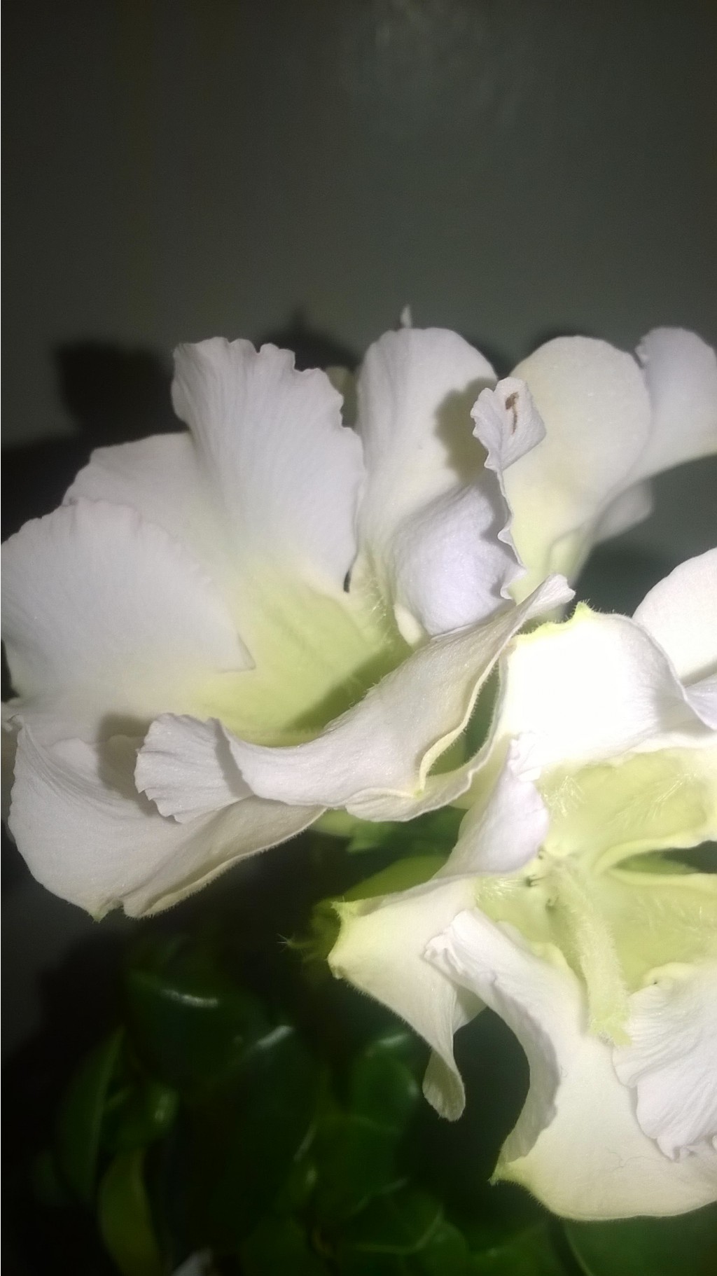 WP 20160320 20 40 39 Pro.jpg