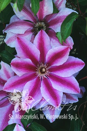 Clematis () Malaya Garnet 5+ QE  - 145.jpg