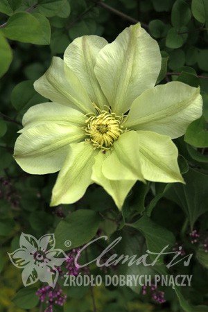 Clematis () Moonlight Yellow Queen 5+ QE  - 180.jpg