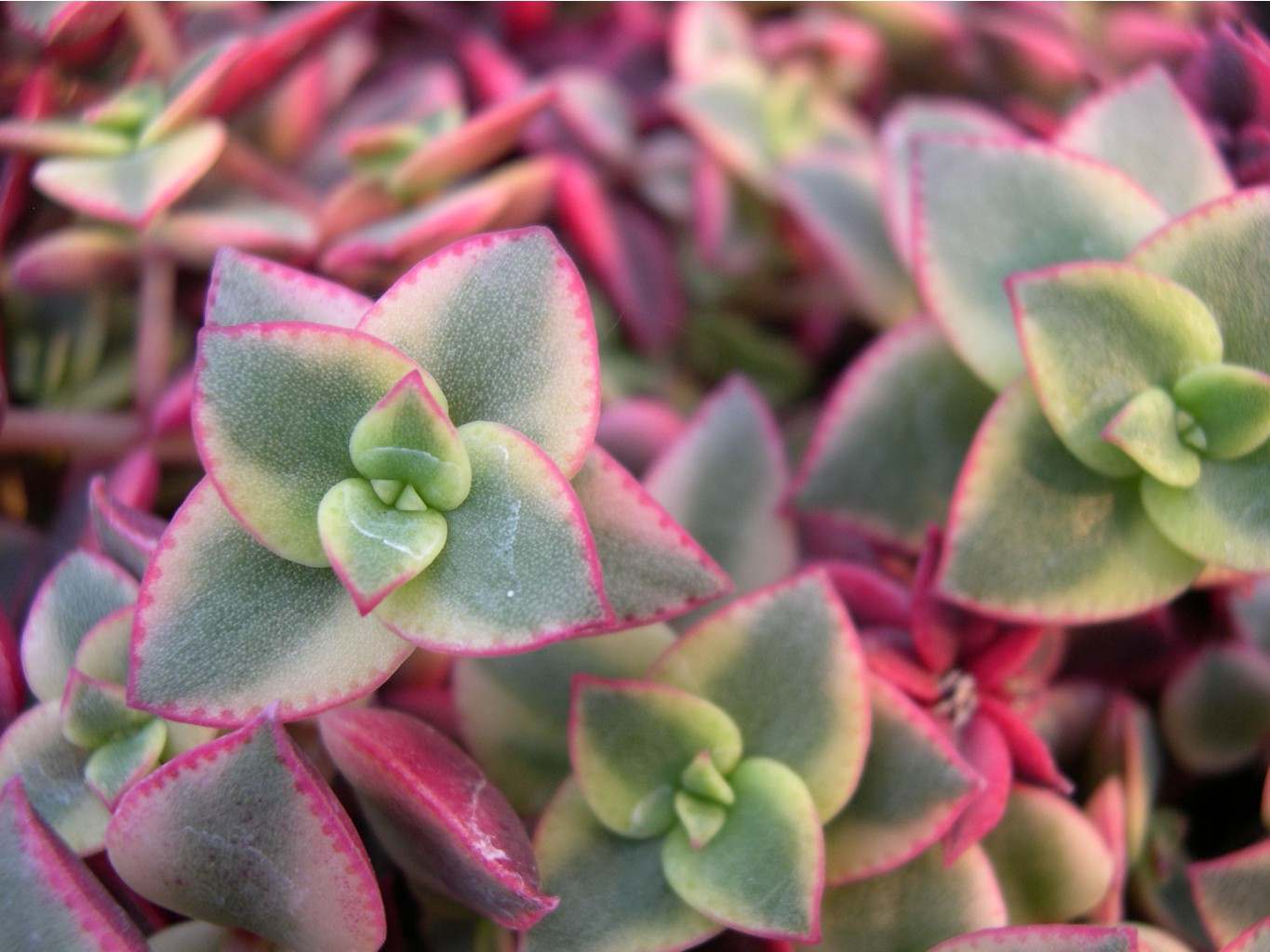 Crassula pellucida ssp marginalis Variegata  2 .jpg