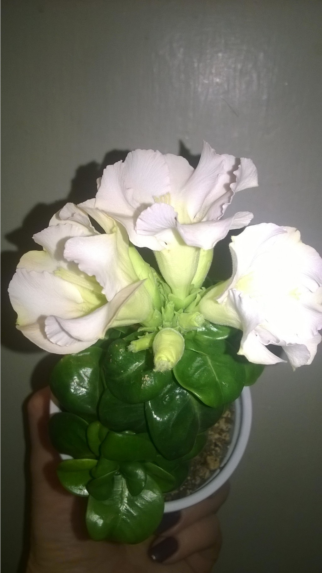 WP 20160320 20 41 18 Pro.jpg