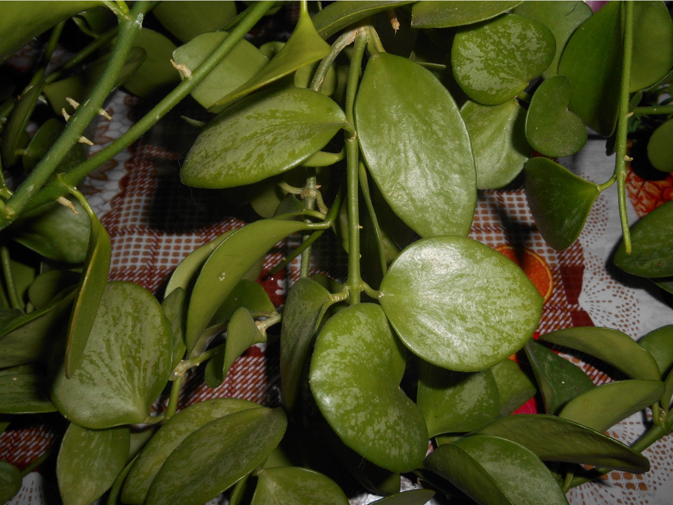 Hoya sp.Biakensis