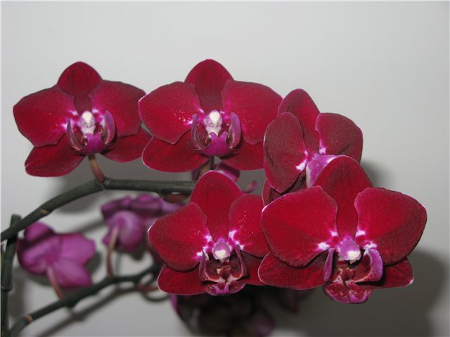 Phalaenopsis Elegant Happy Angel.jpg