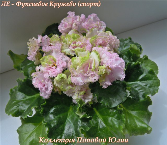 ЛЕ - Фуксиевое Кружево, спорт.jpg