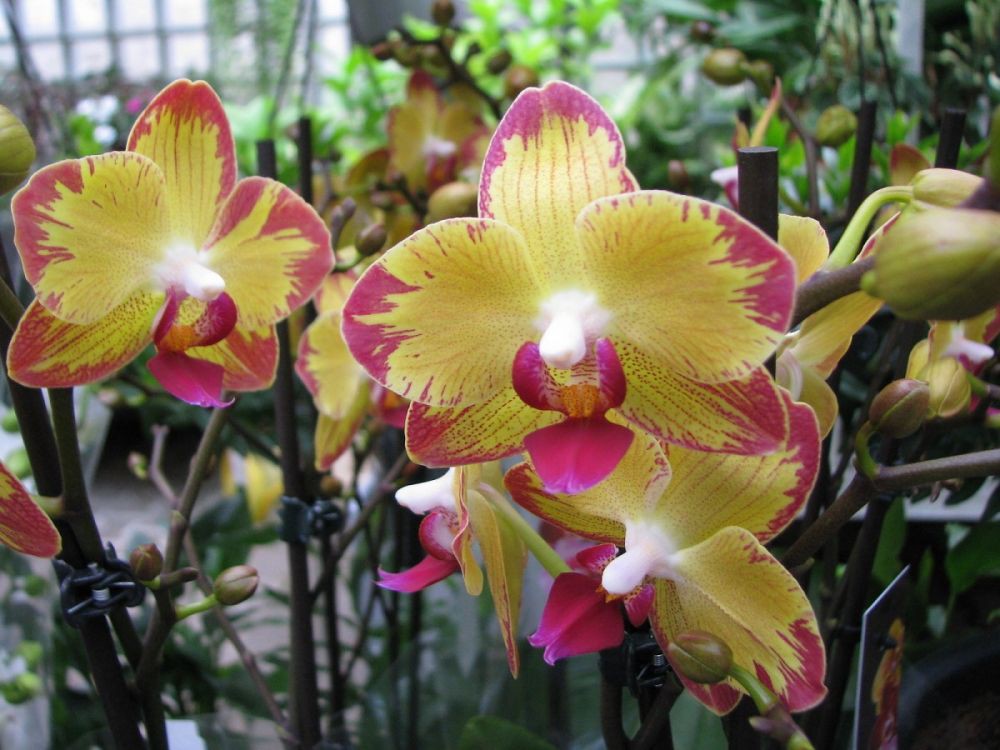 Phal Papagayo.jpg