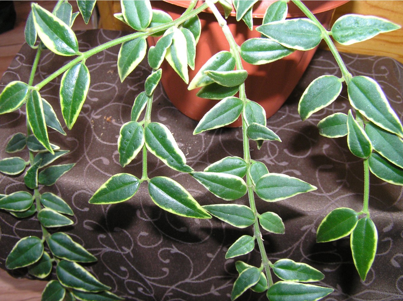 Hoya bella Variegata  .