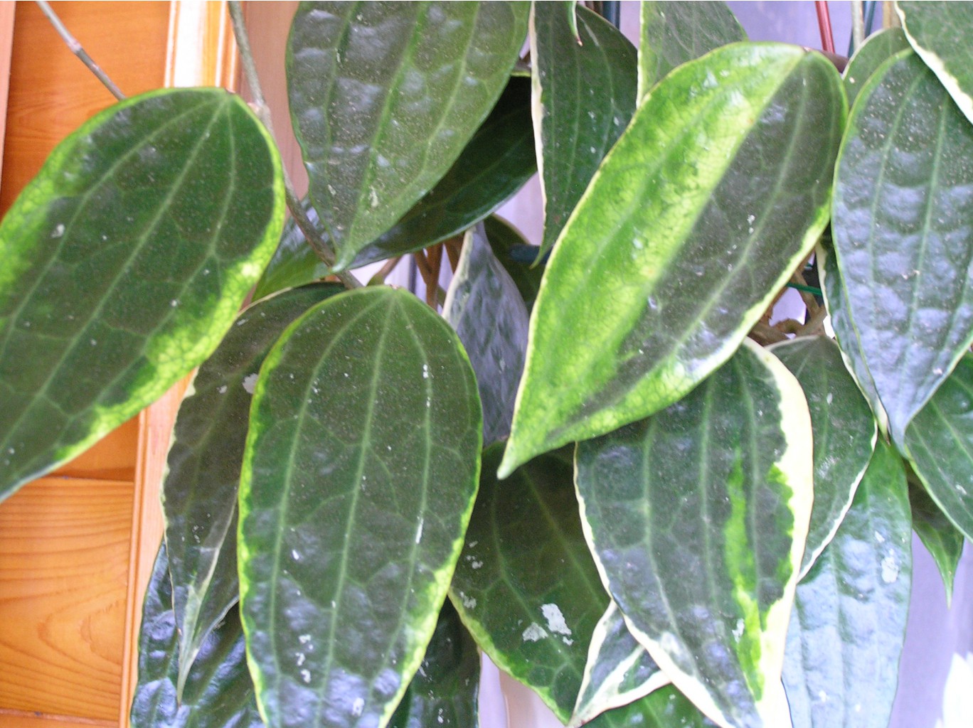 HOYA MACROPHYLLA VARIEGATA