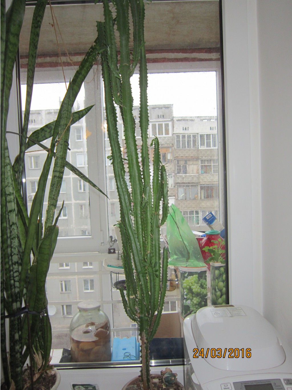   (uphorbia trigona), ()