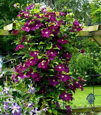 Clematis () Warszawska Nike 5+ QE  - 145.jpg