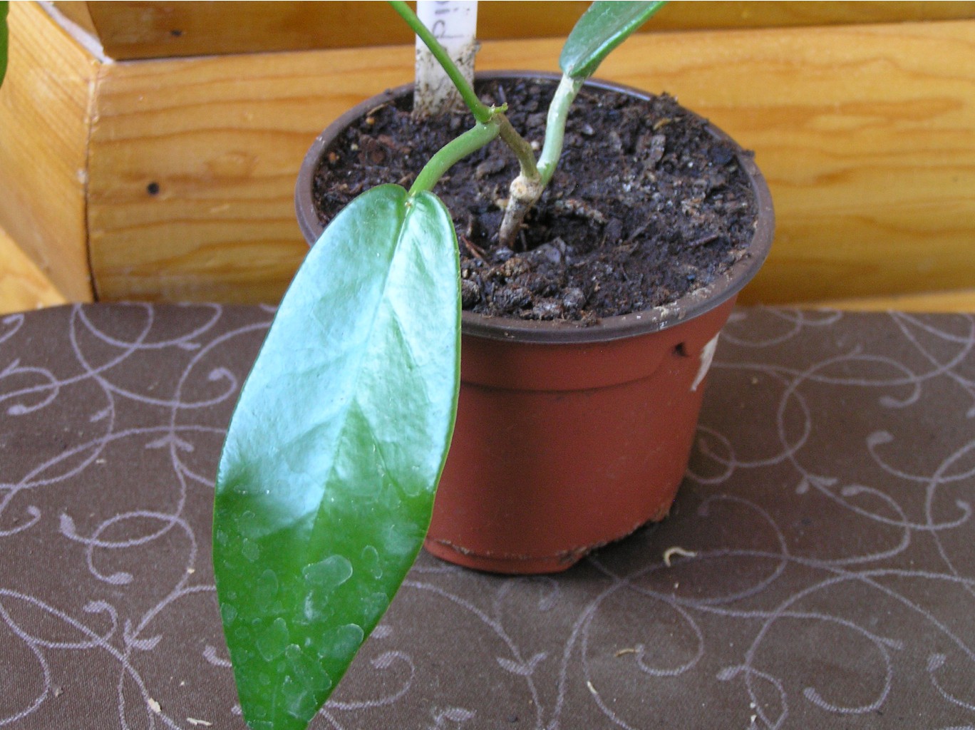 Hoya onychoides