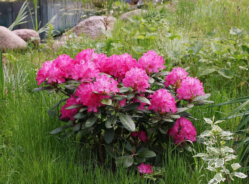   (Rhododendron Helliki)