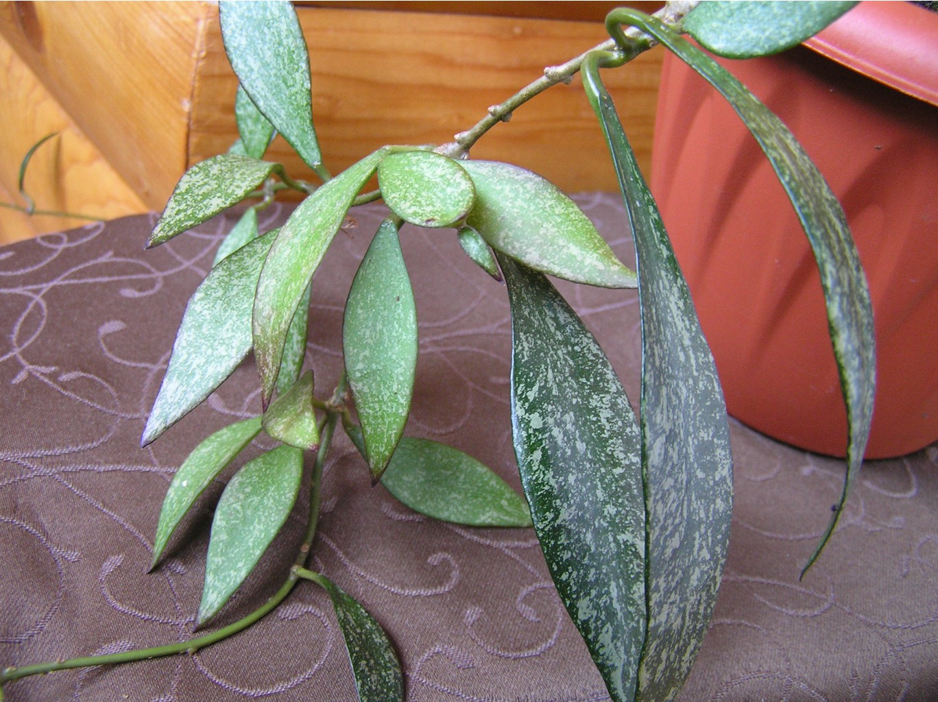 Hoya parviflora