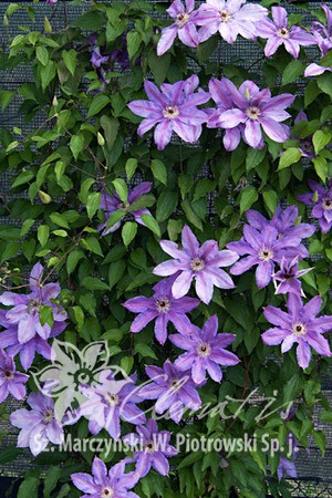 Clematis () Maksymilian Kolbe 5+ QE  - 145.jpg