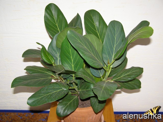    ( Ficus benghalensis Audrey ) -