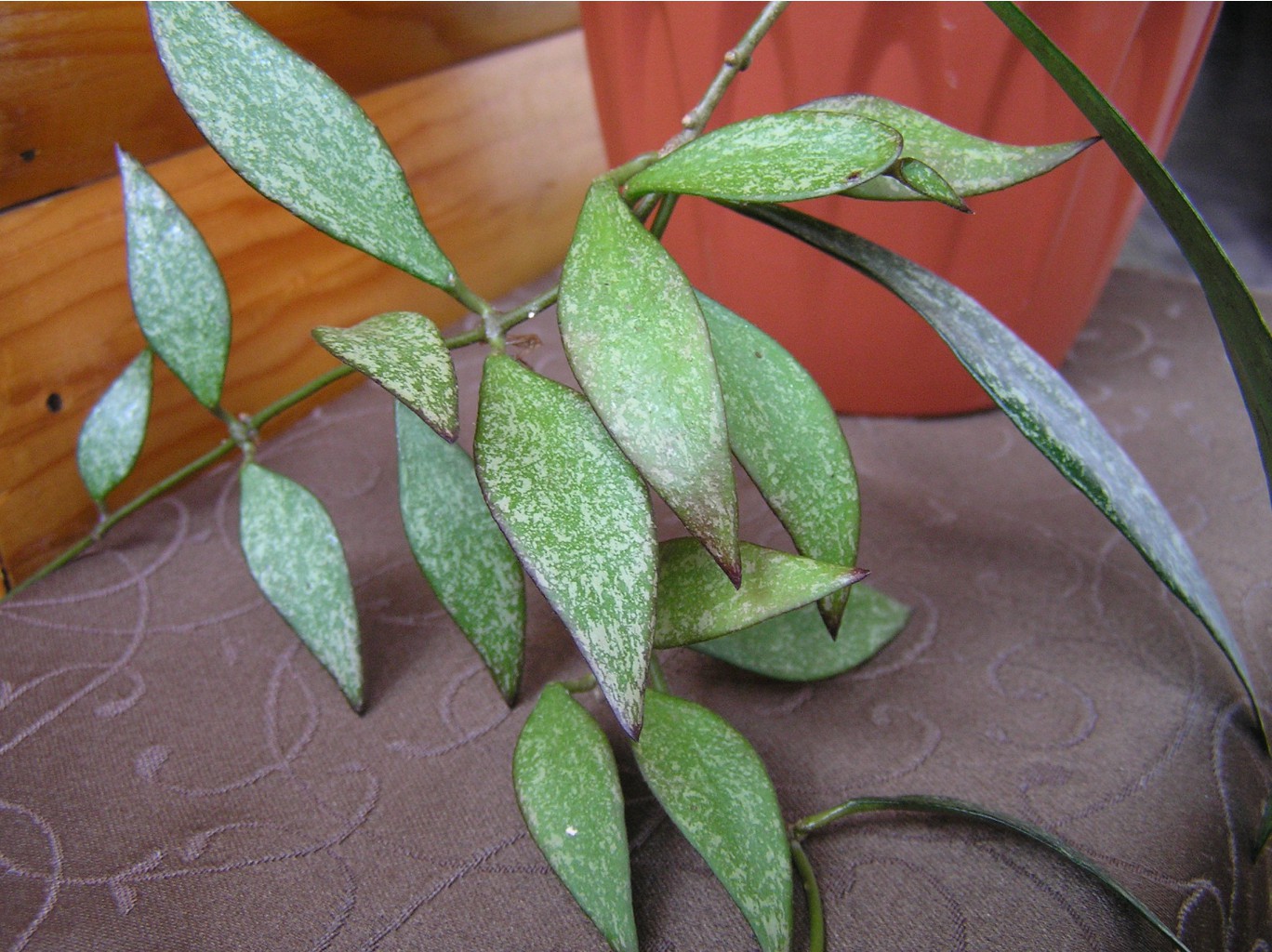 Hoya parviflora