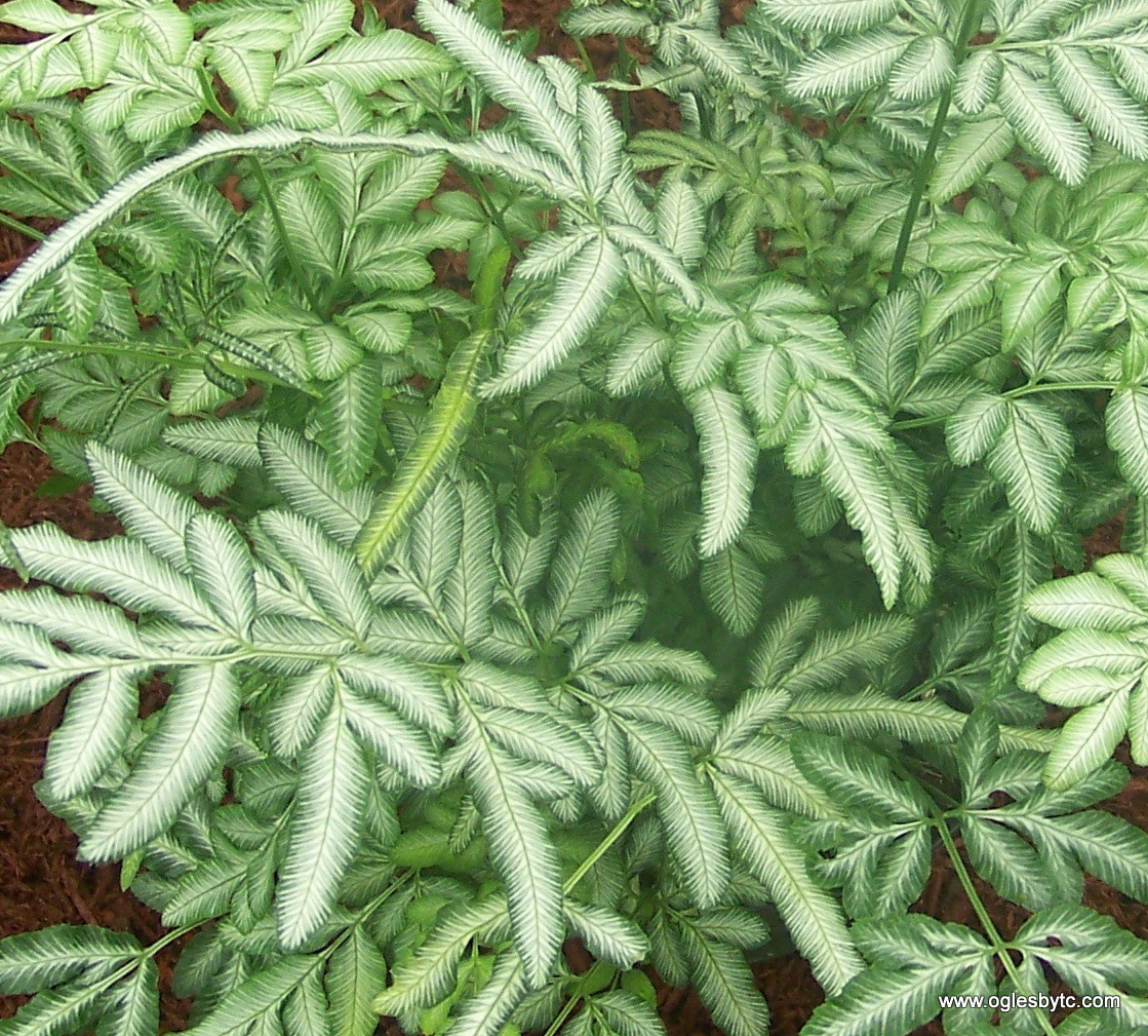   (Pteris ensiformis)   Evergemiensis