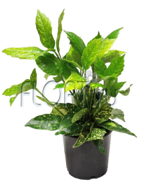 Аукуба кротонолистная 14х35. 294 руб.jpg