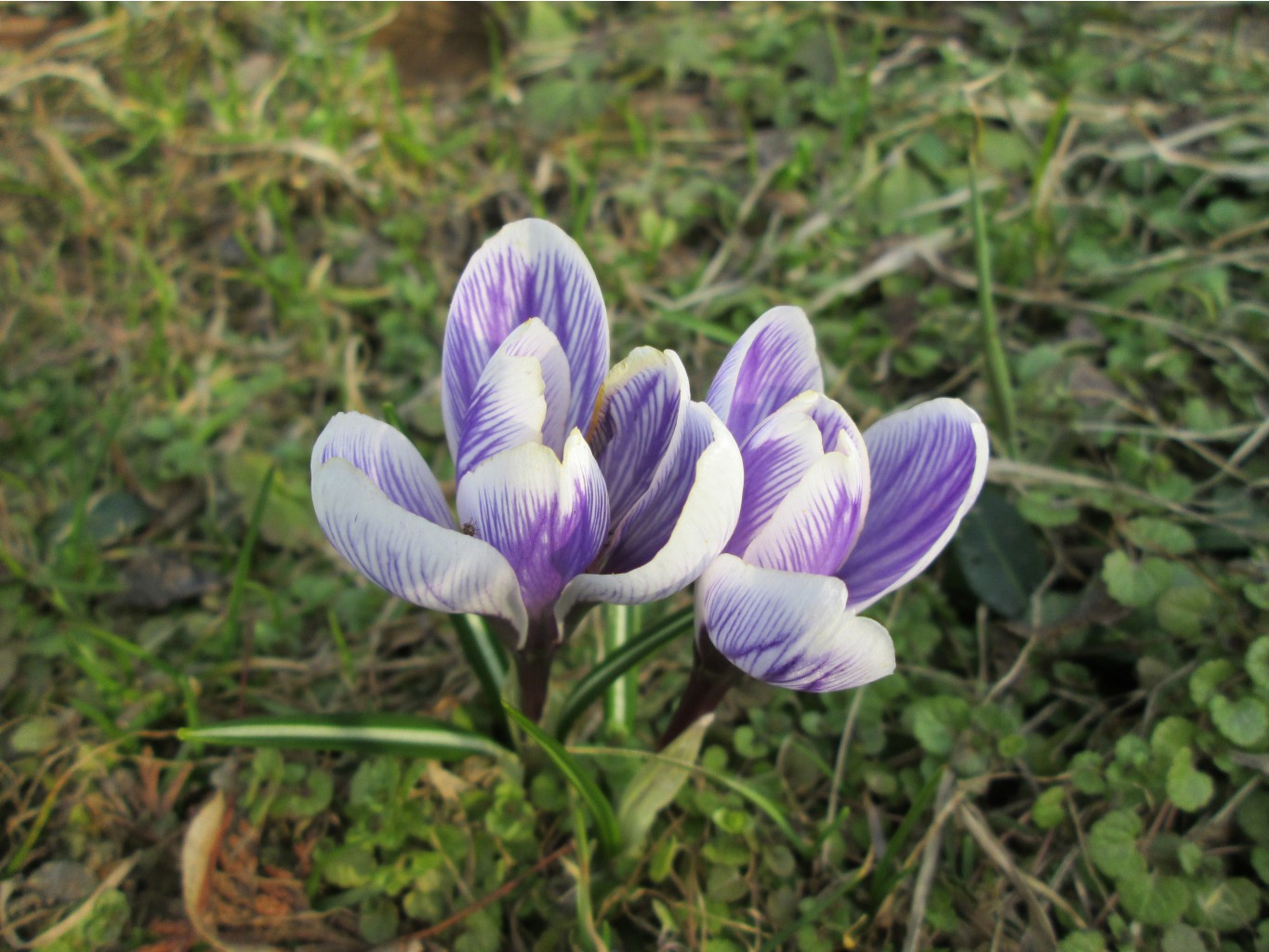 IMG 4243.JPG