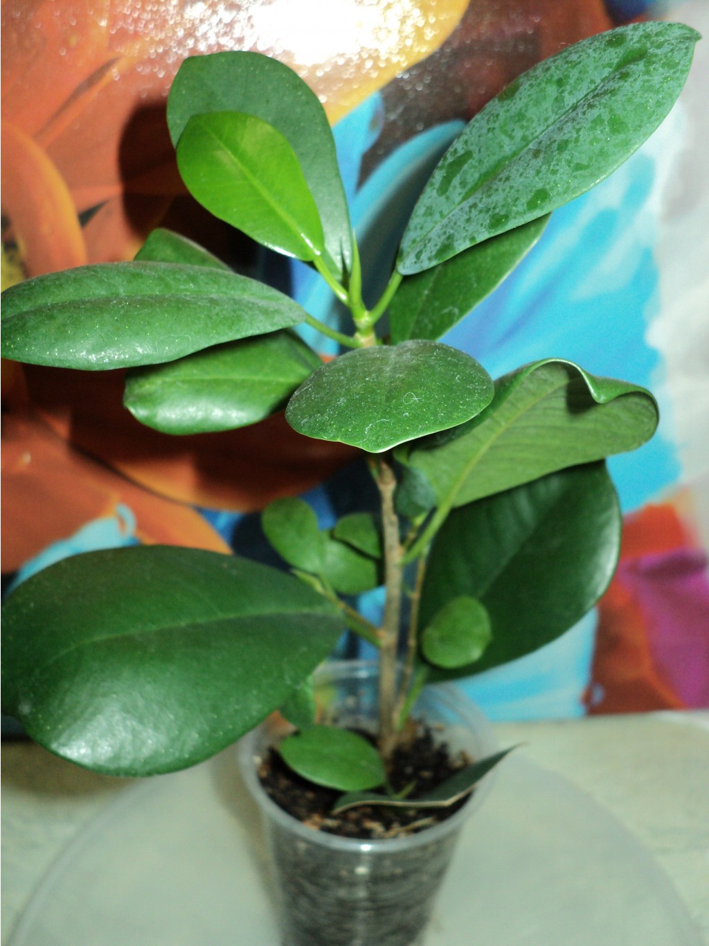 Ficus microcarpa 