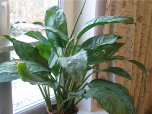 Aglaonema B.J. Freedman-350