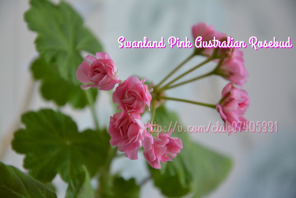 Swanland Pink Australian Rosebud