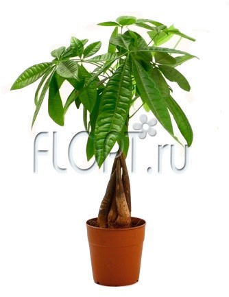 Пахира Акватика 15х50. 616,67 руб.jpg