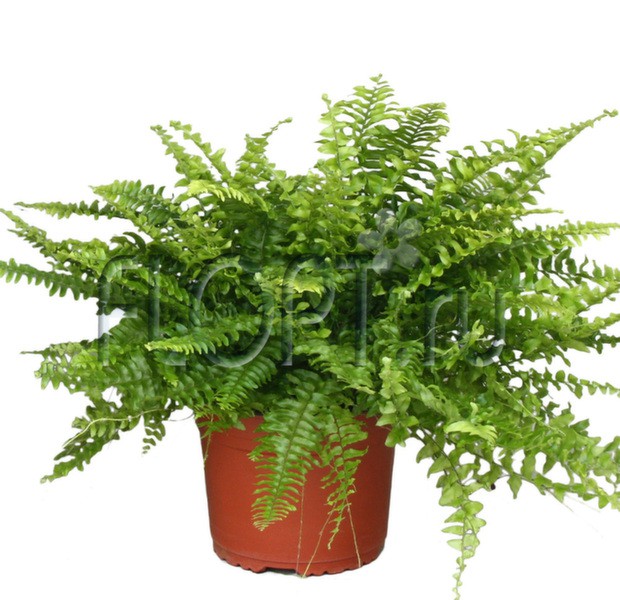 Нефролепис Грин Момент 12х20. 232,34 руб.jpg