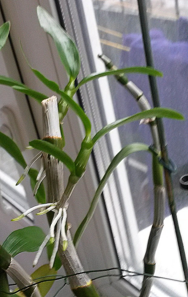 20160411 134218 cr.jpg