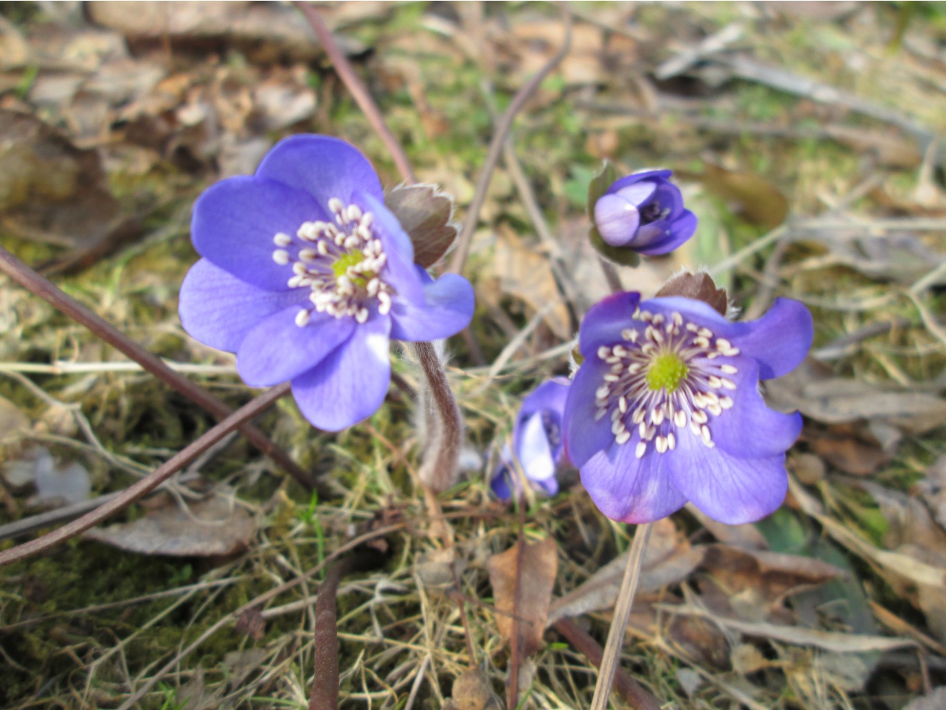 IMG 4244.JPG