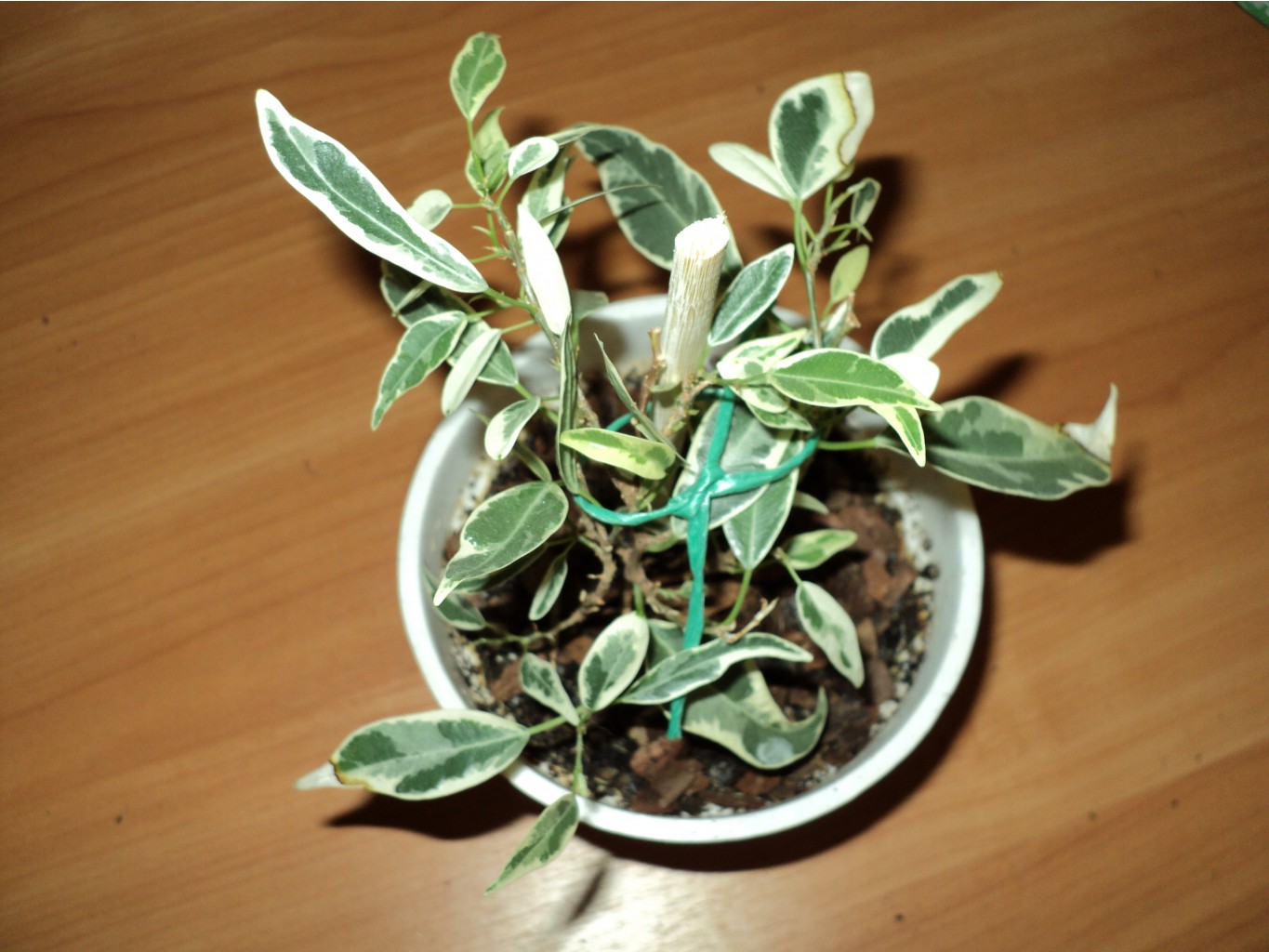 Ficus microcarpa Dwarf albomarginata