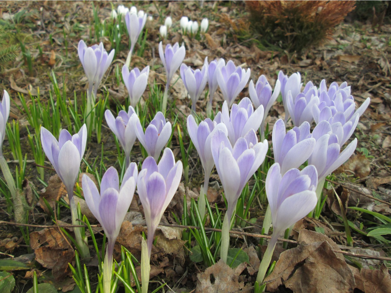 IMG 4242.JPG