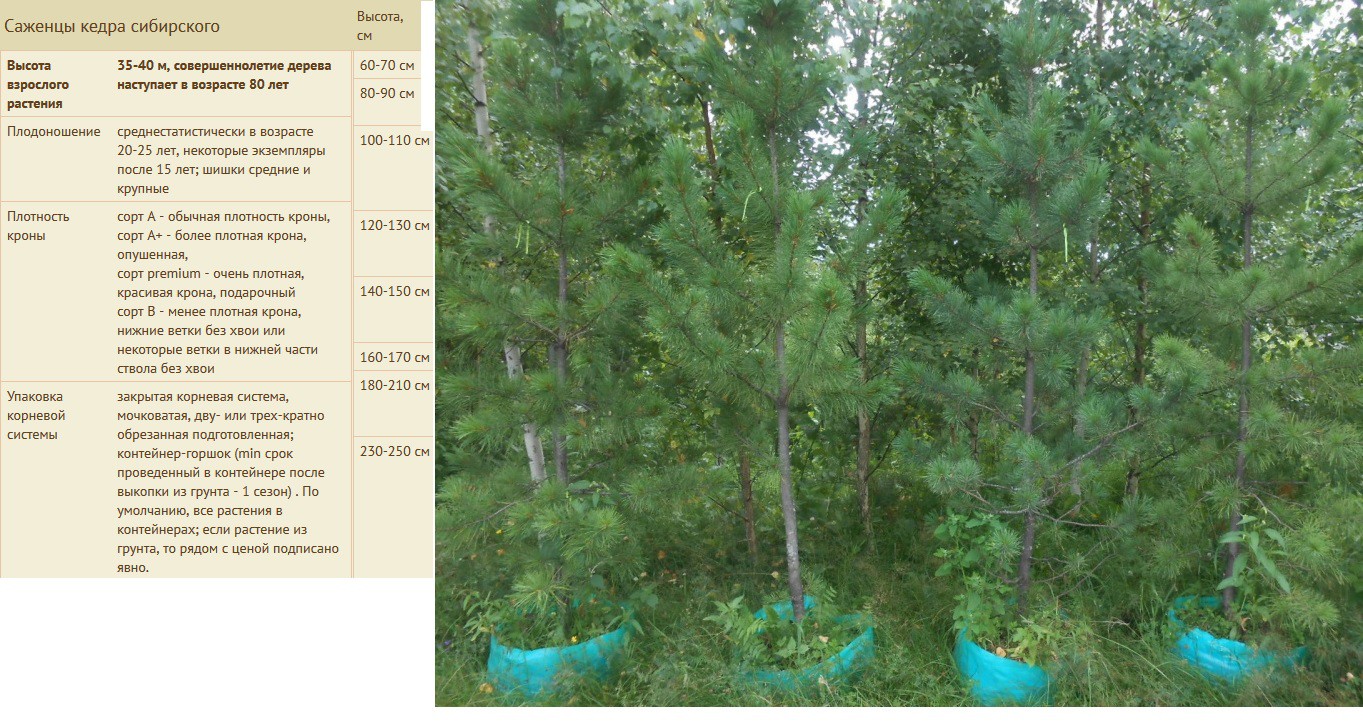 Саженцы кедра сибирского 230-250см 20 000руб.jpg