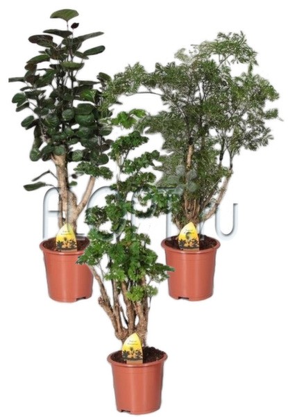 Полисциас микс 17х55. 724,5 руб.jpg