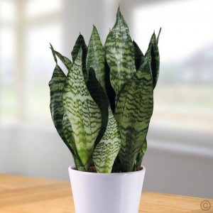 Sansevieria Zeylanica-200