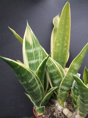 Trifasciata sGold Flamec-250