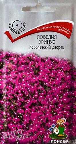 Лобелия королевский дворец рассада 50р большой пучок