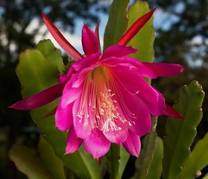 Epiphyllum-150