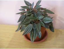 Peperomia caperata Rosso-150