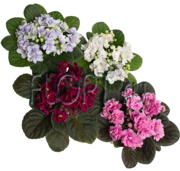 Фиалка Балерина микс 9х14. 124,95 руб.jpg