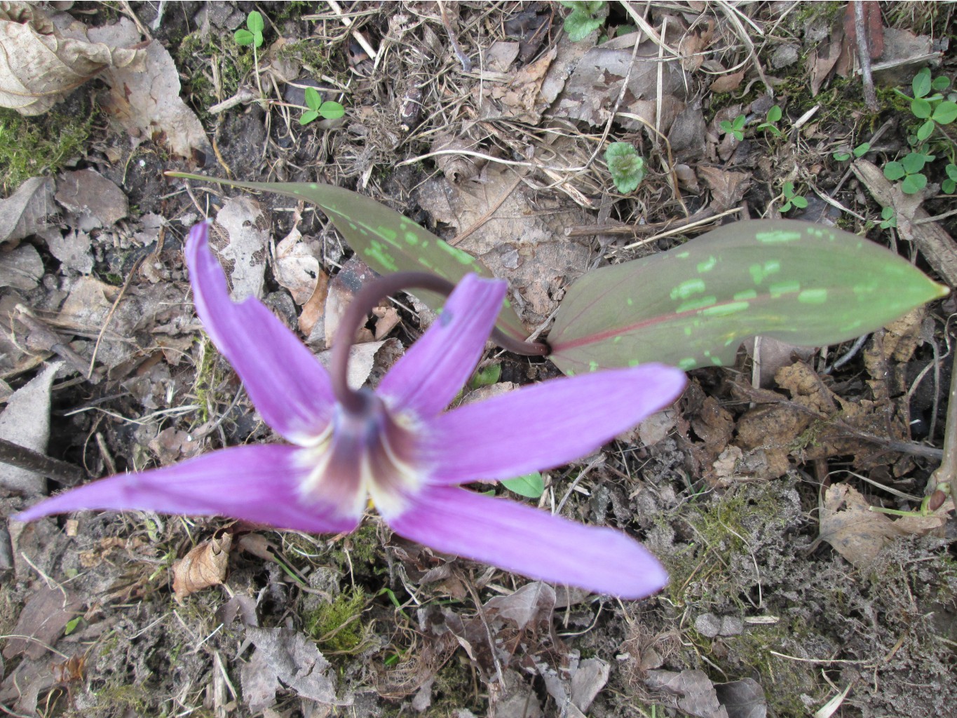 IMG 4271.JPG