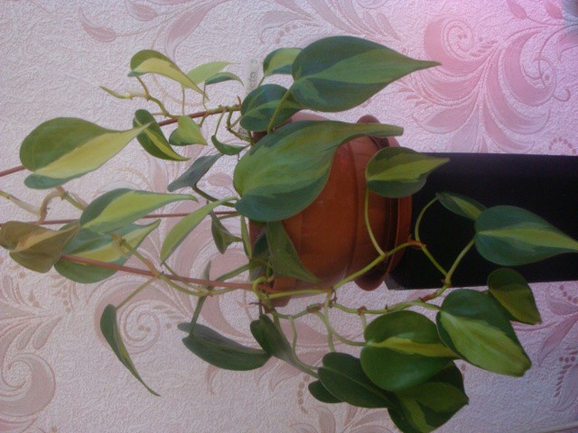 . Scandens f.mediopicta