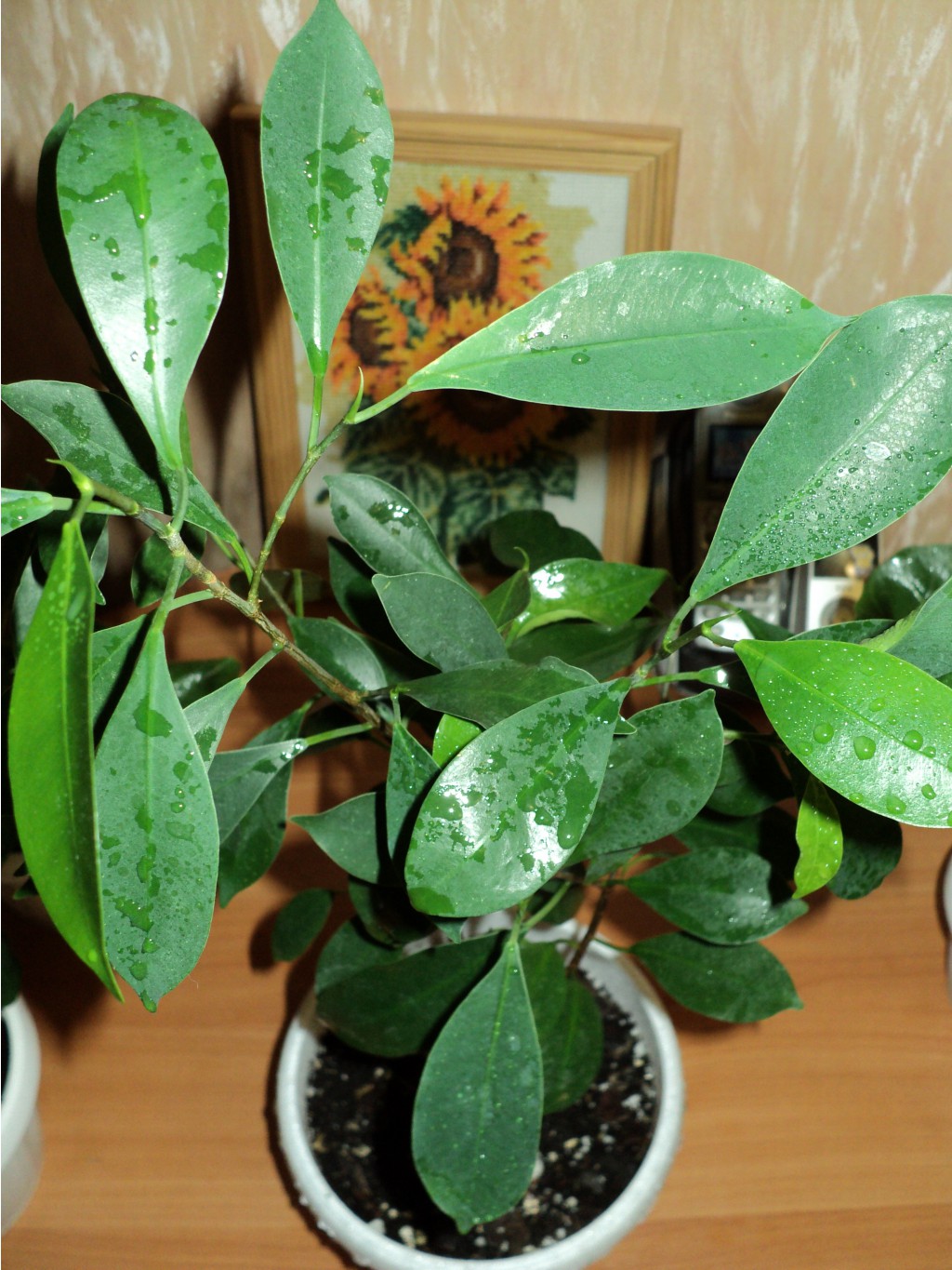   (Ficus retusa)