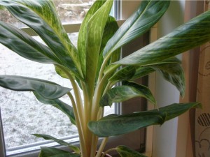 Aglaonema King of Siam350