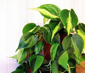 Filodendron-braziliya150